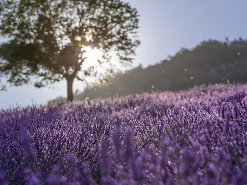 Boom en lavendel