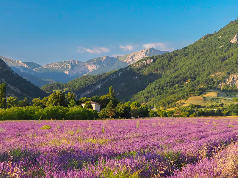 Diois lavendel