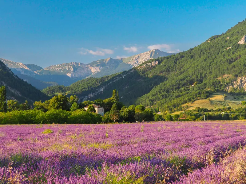 Diois lavendel