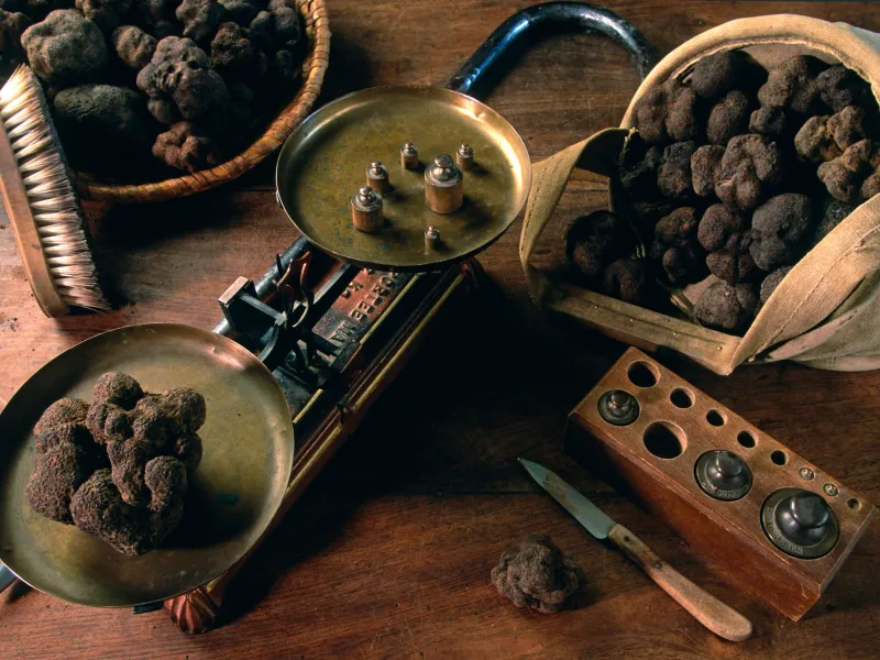 Truffels, de zwarte diamanten van de Provence