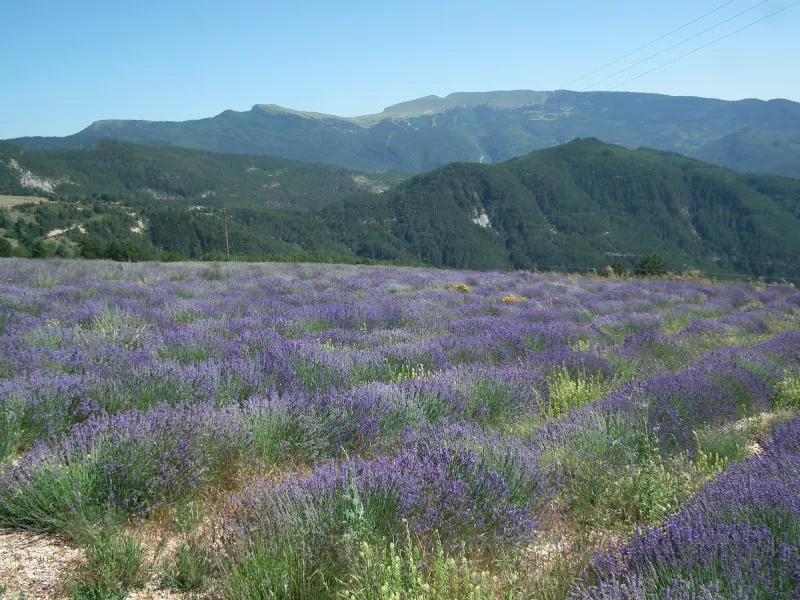 Lavendel in Valdrôme