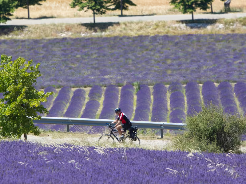 Fietsen in de lavendelvelden van de Baronnies