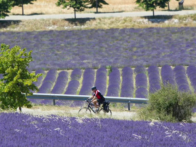 Fietsen in de lavendelvelden van de Baronnies