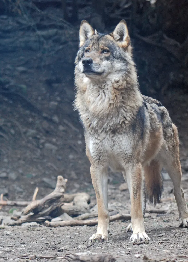 Mannelijke wolf