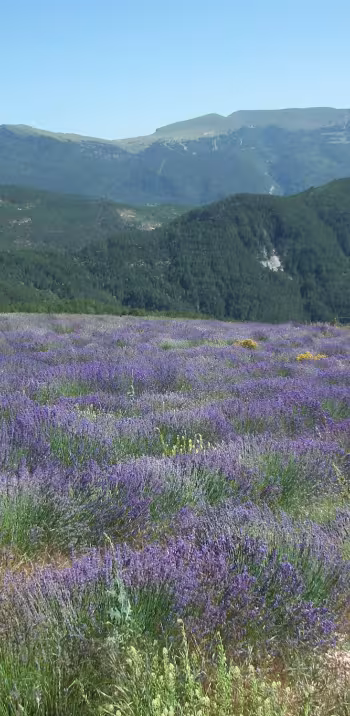 Lavendel in Valdrome LT Grandes Itinerances.jpeg
