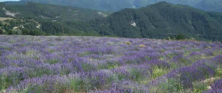 Lavendel in Valdrome LT Grandes Itinerances.jpeg