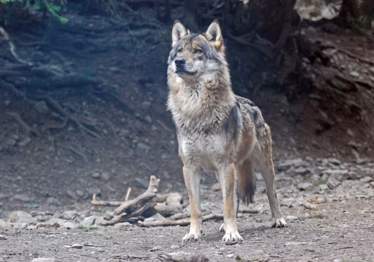 Mannelijke wolf