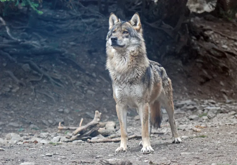 Mannelijke wolf