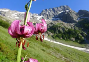 Martagon lelie tegen de achtergrond van Sirac op weg naar Chabourneou voor de steenbok-telling