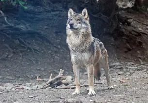 Mannelijke wolf