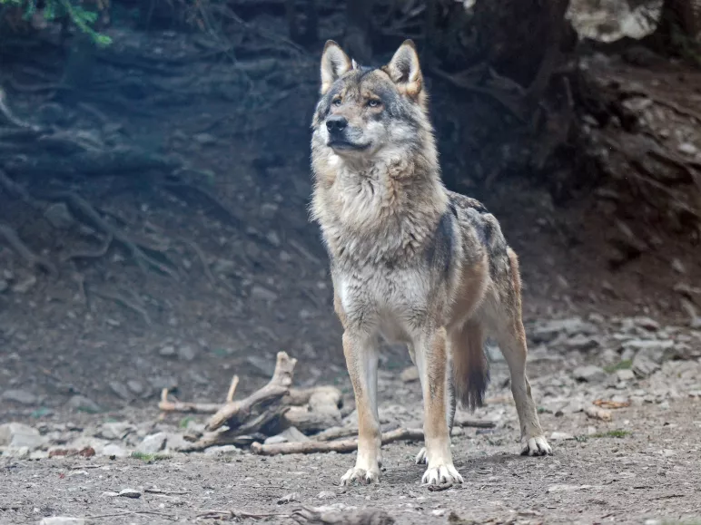 Mannelijke wolf